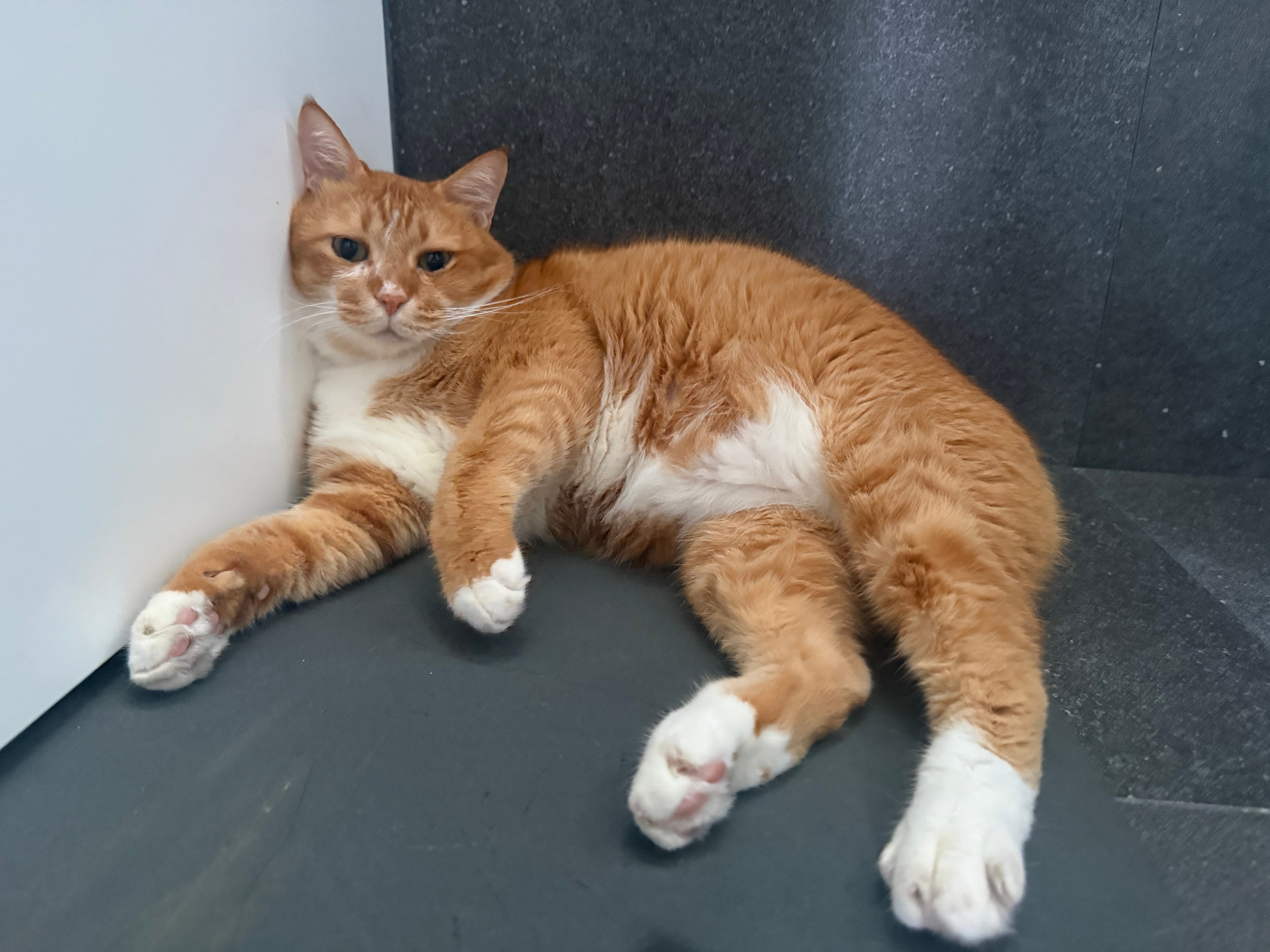 Say Goodbye to Litter Trails: Smart Ways to Prevent Litter Tracking