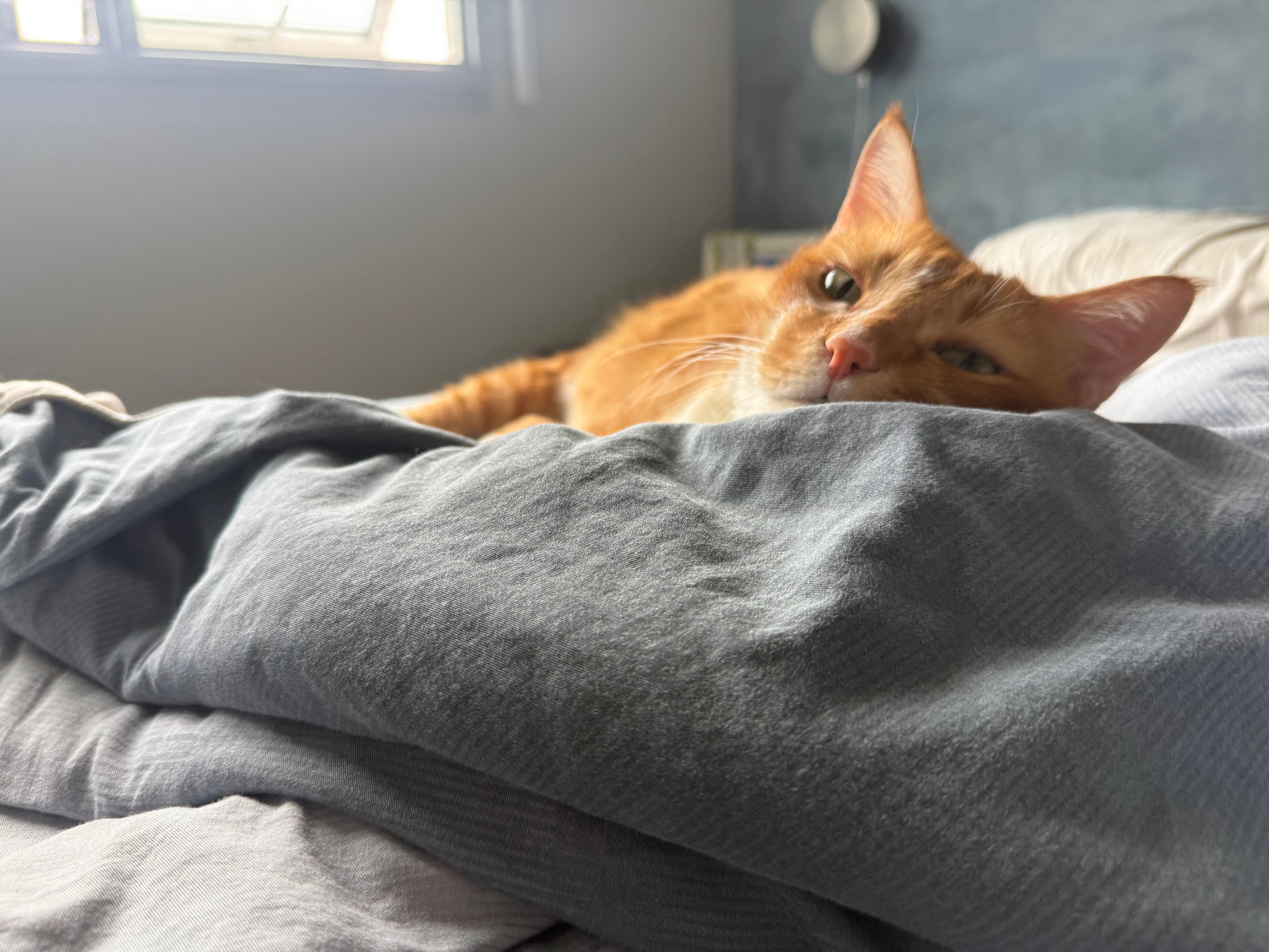 Automatic vs Traditional Litter Boxes: Which One Should You Get?