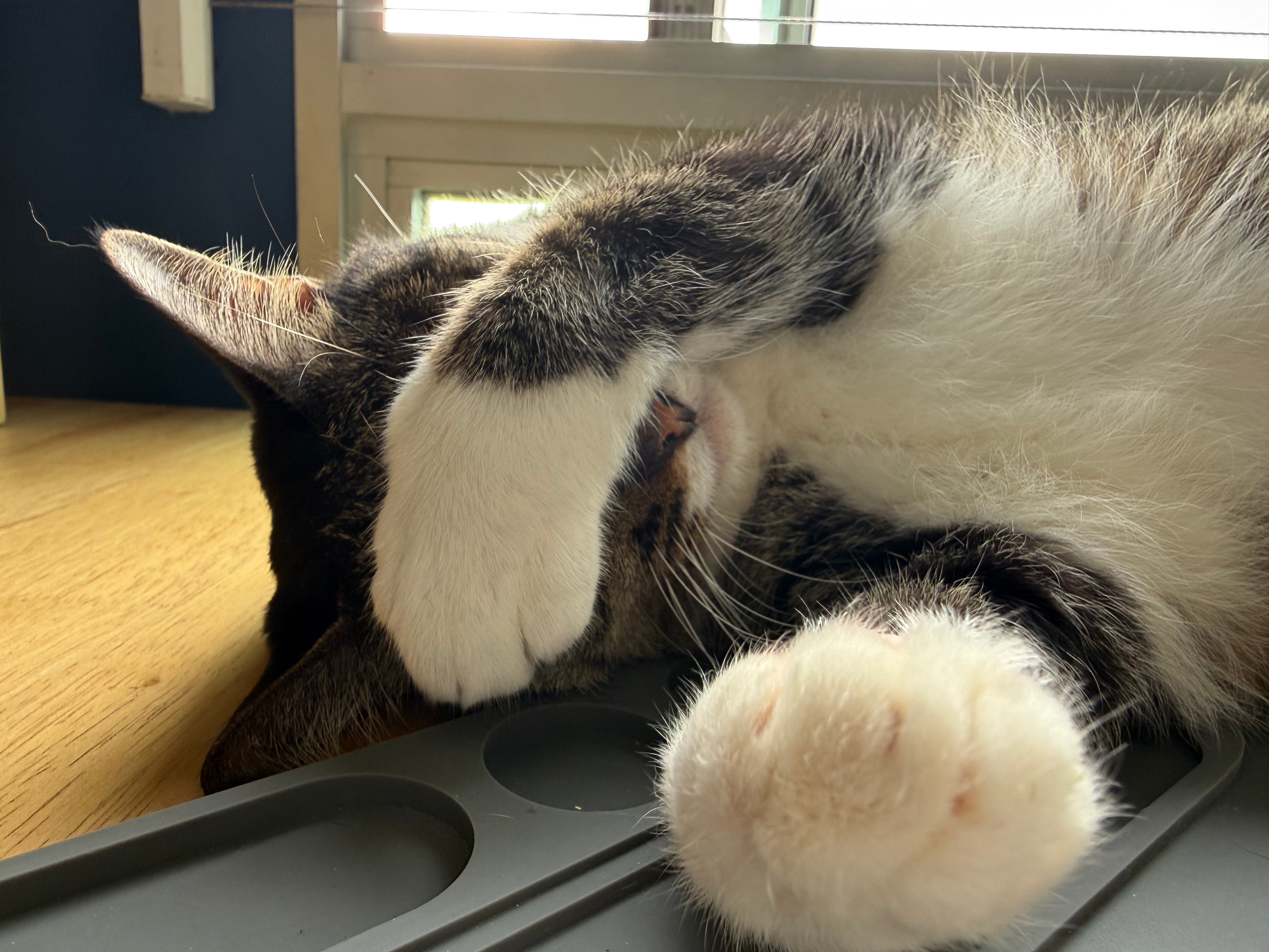 Supporting Healthy Bowel Movements in Senior Cats