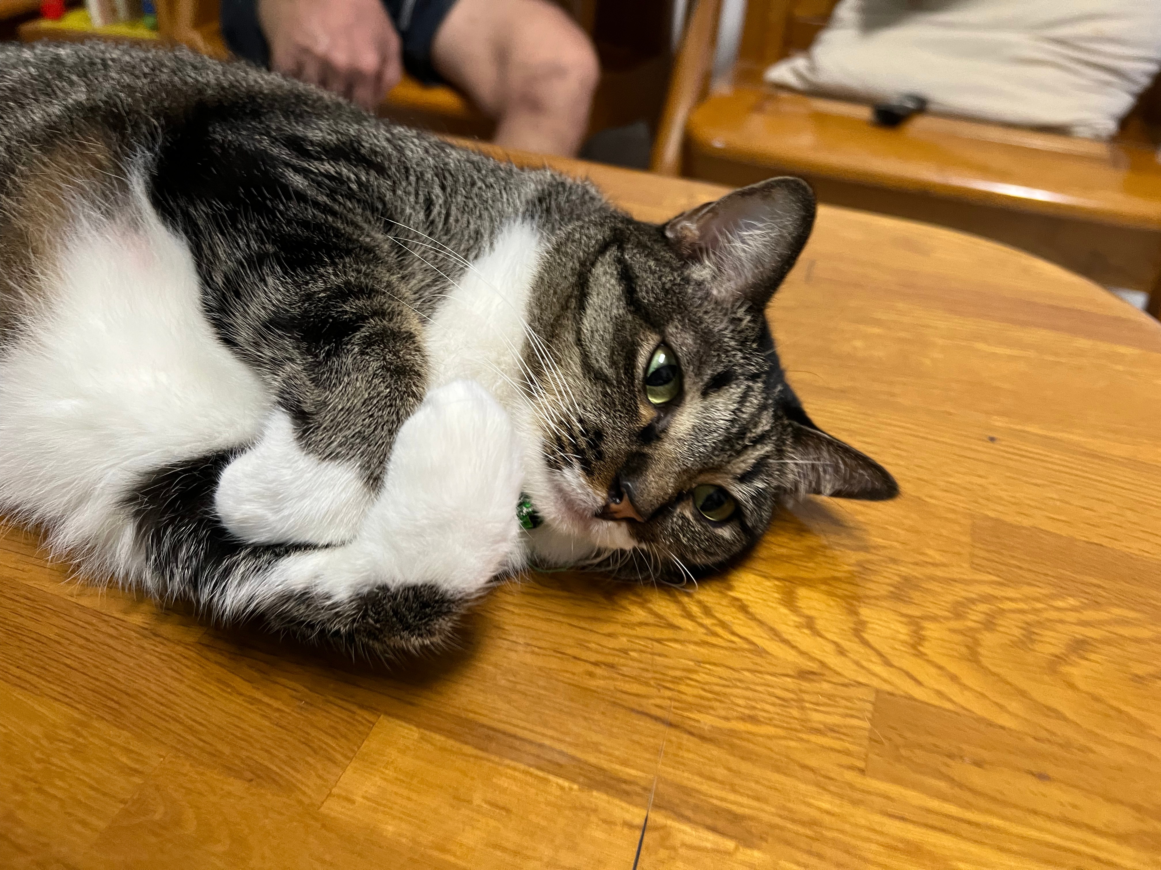 Parasites and Cat: Common Parasites in Cats & How They Can Affect Bowel Movements