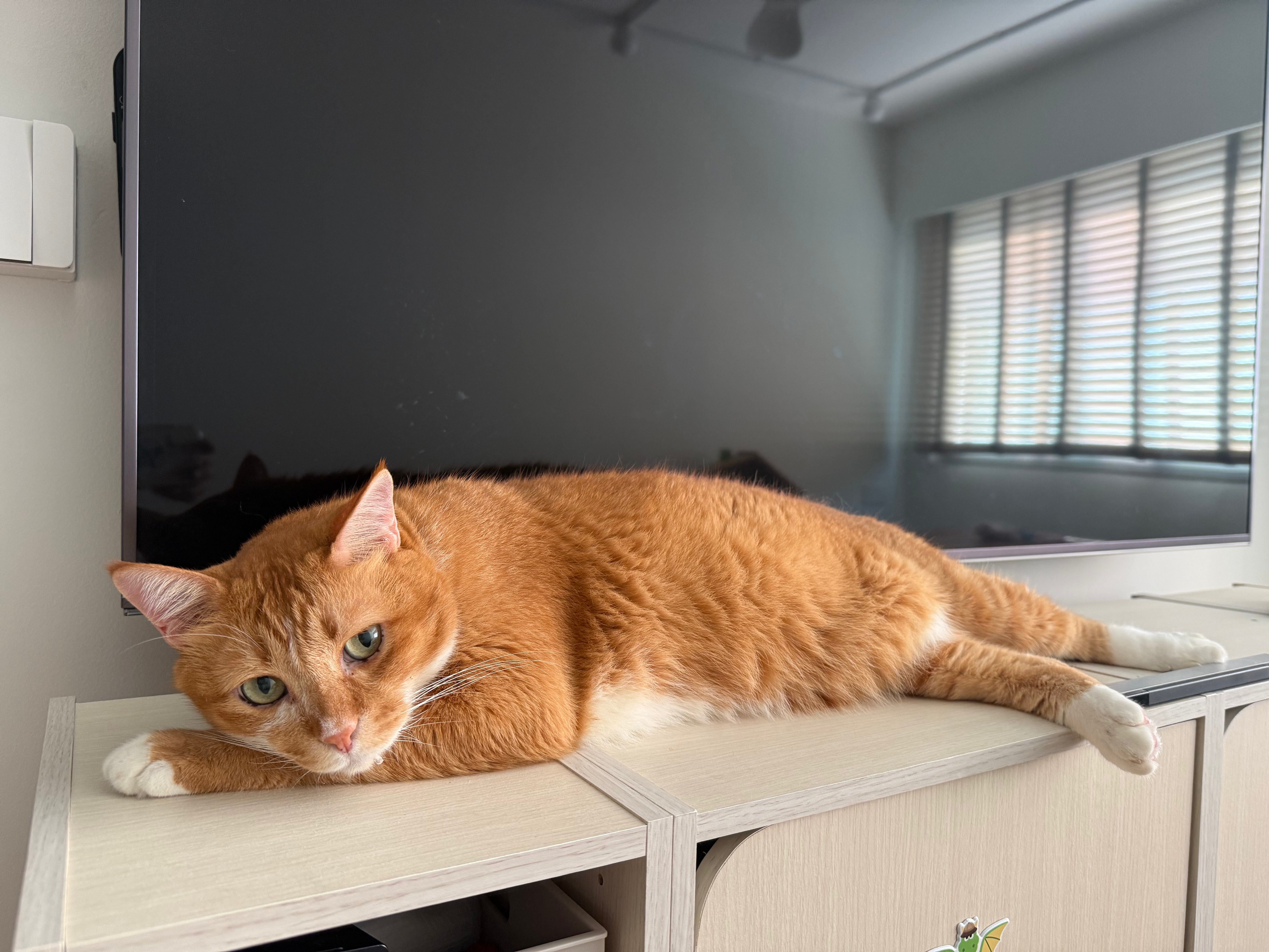 Is Your Cat Drinking Enough? The Essential Link Between Hydration and Bowel Regularity