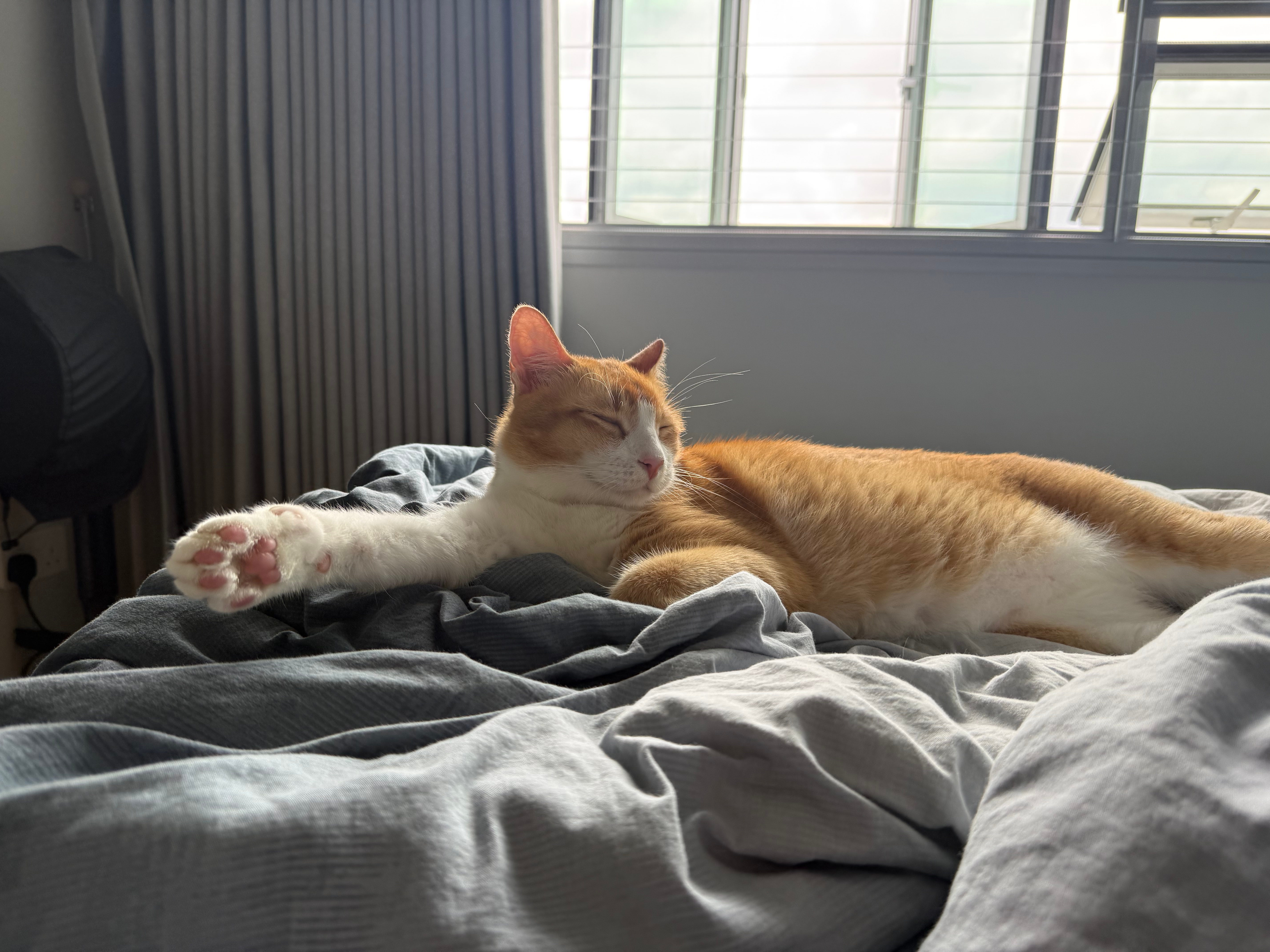 Changing Litter Brands: How to Transition Your Cat to a New Type or Brand of Cat Litter