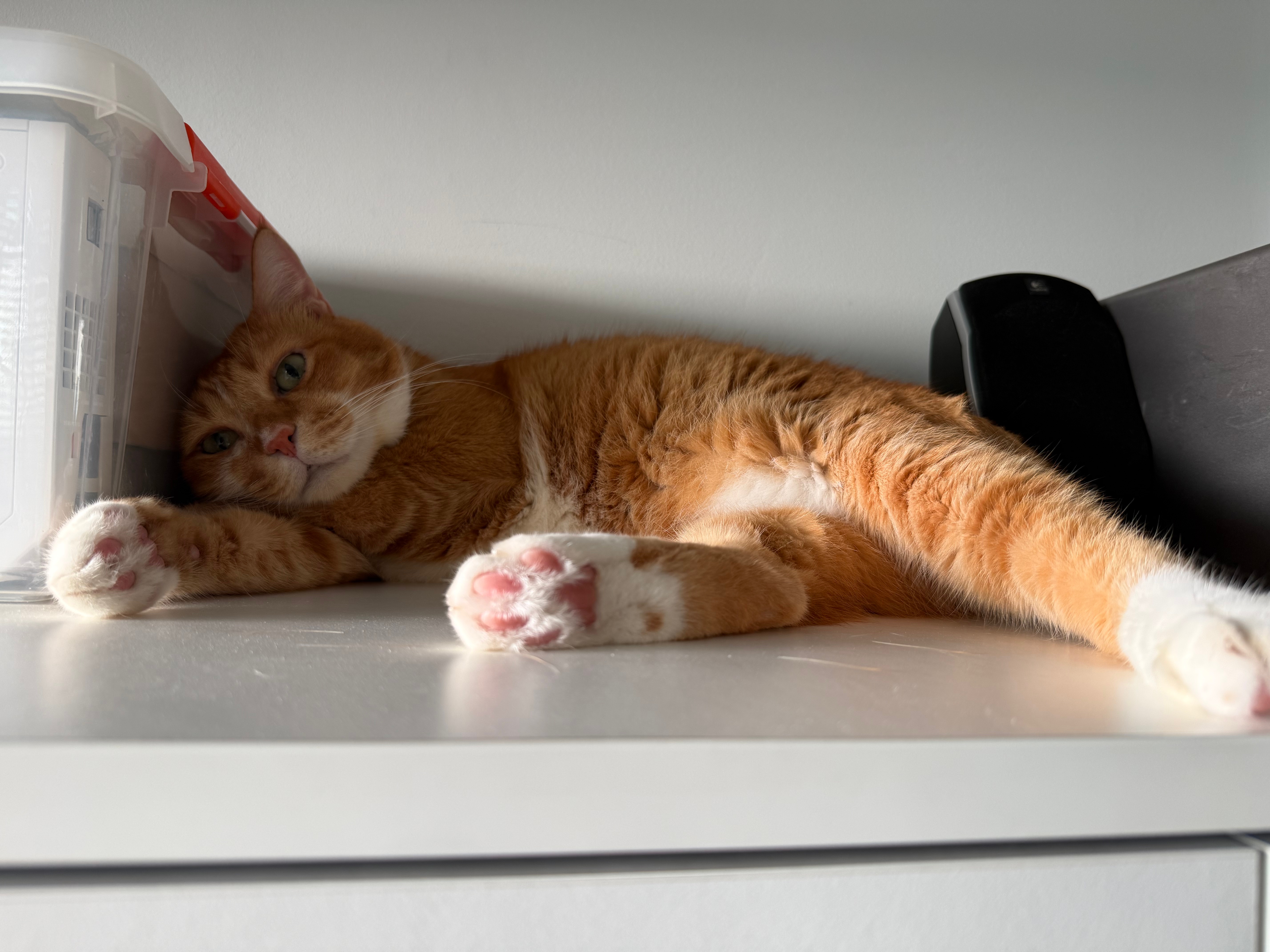 HELP! My Cat Is Peeing Everywhere After Being Neutered