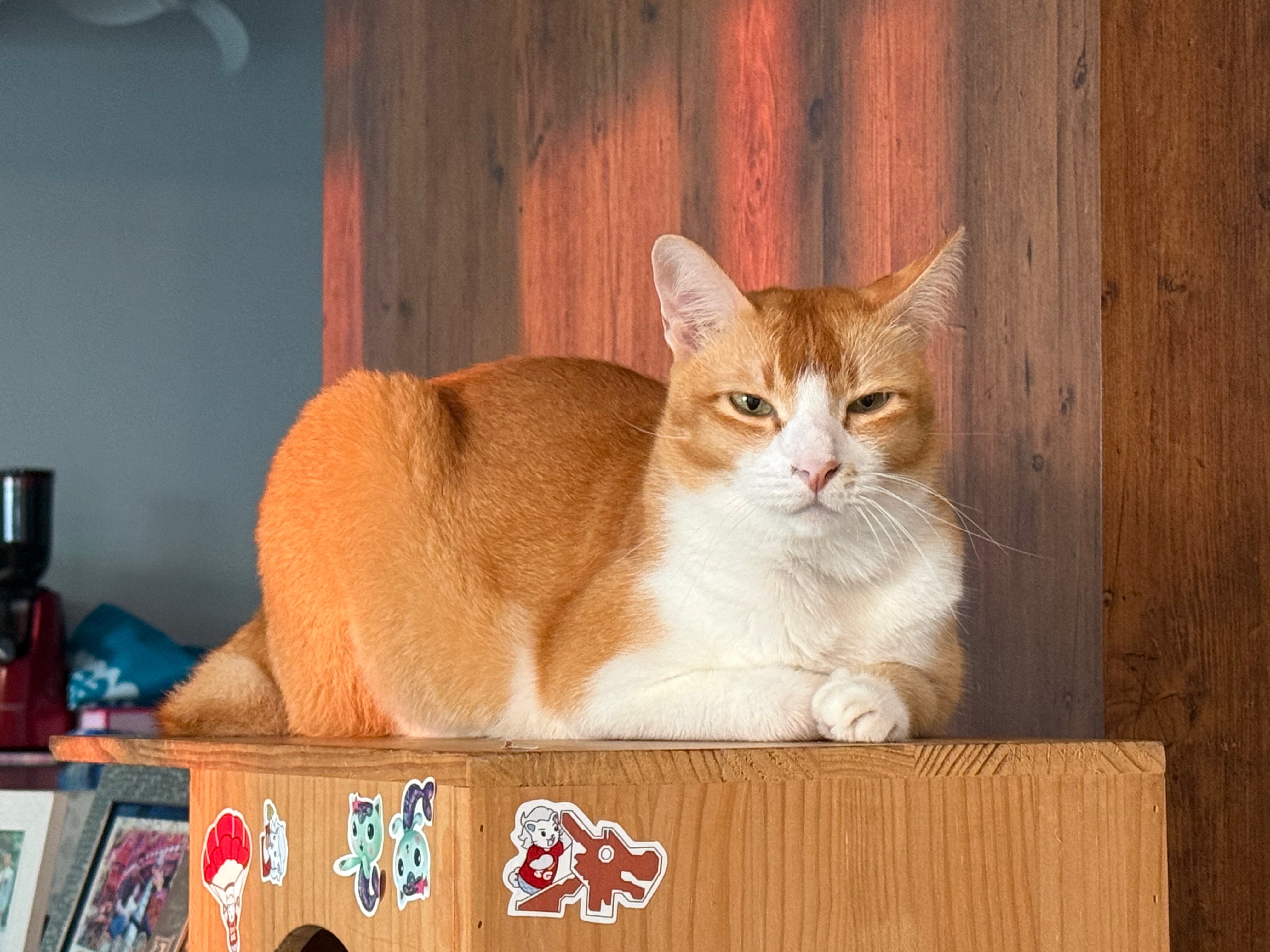 Stress-Related Urination: How Stress or Changes in a Cat’s Environment Can Lead to Changes in Urination Behaviour