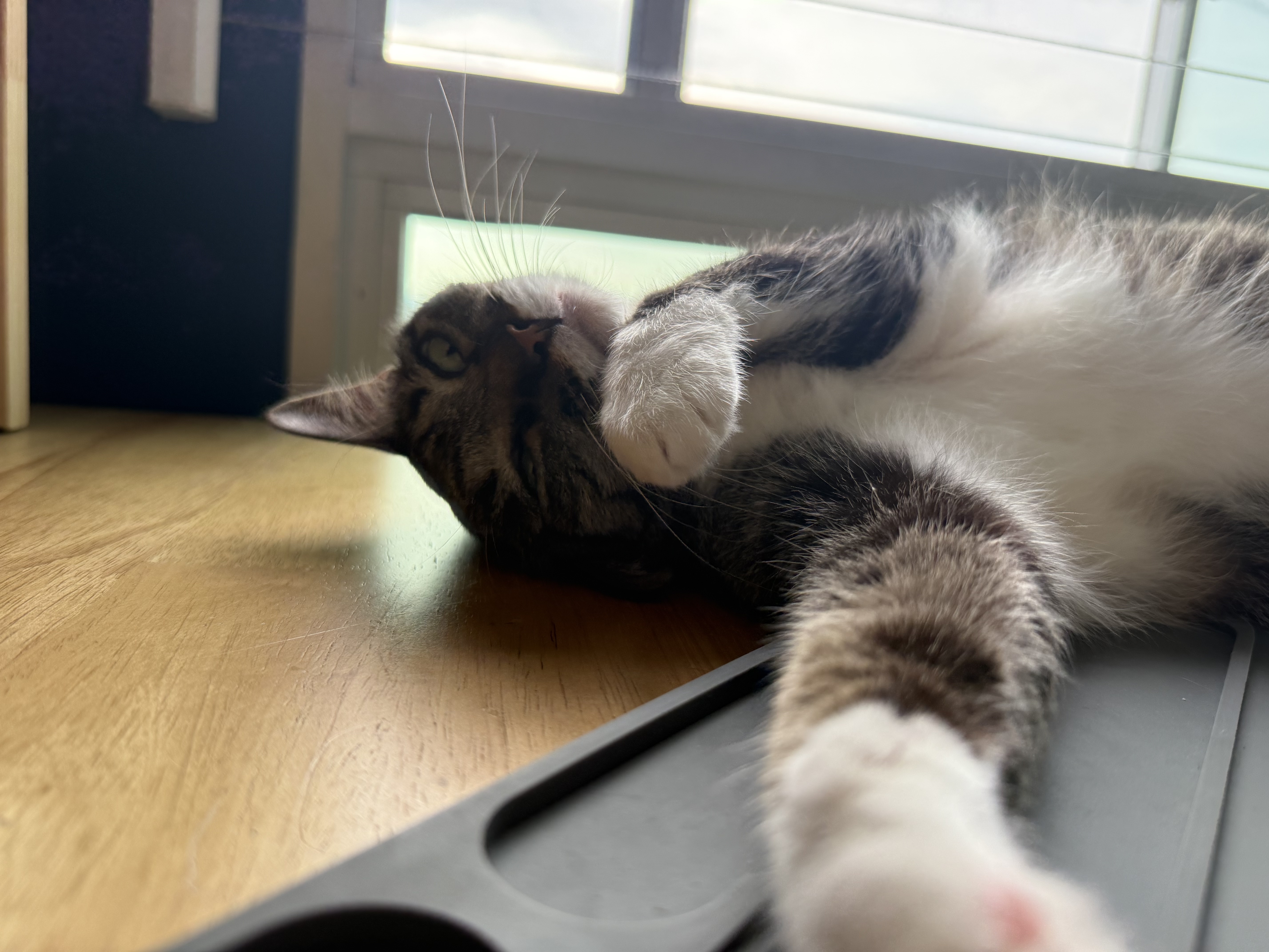 pH Levels in Cat Urine: How Urinary Acidity Influences Feline Health and Diet