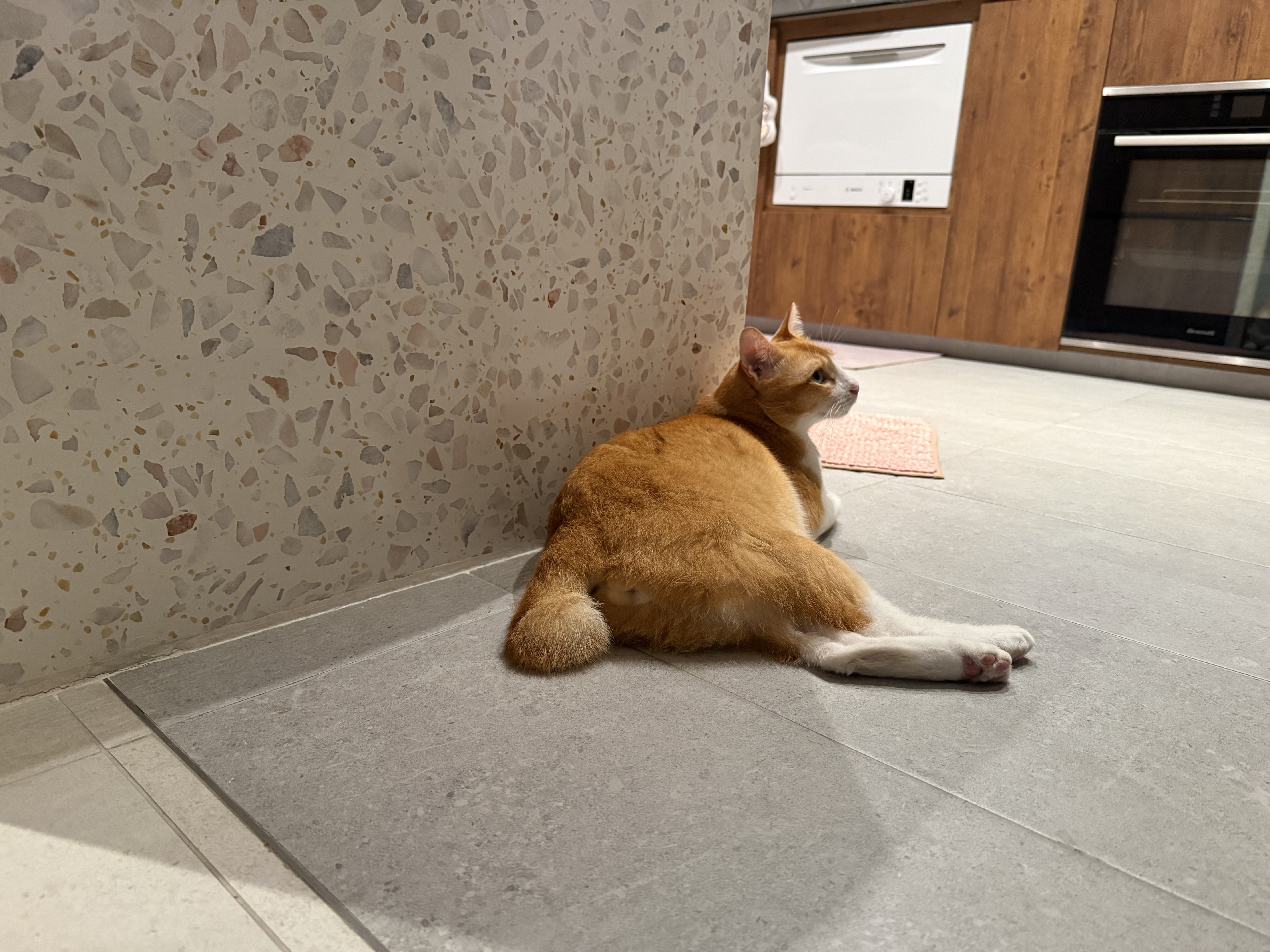 Why Some Cats Don’t Cover their Waste