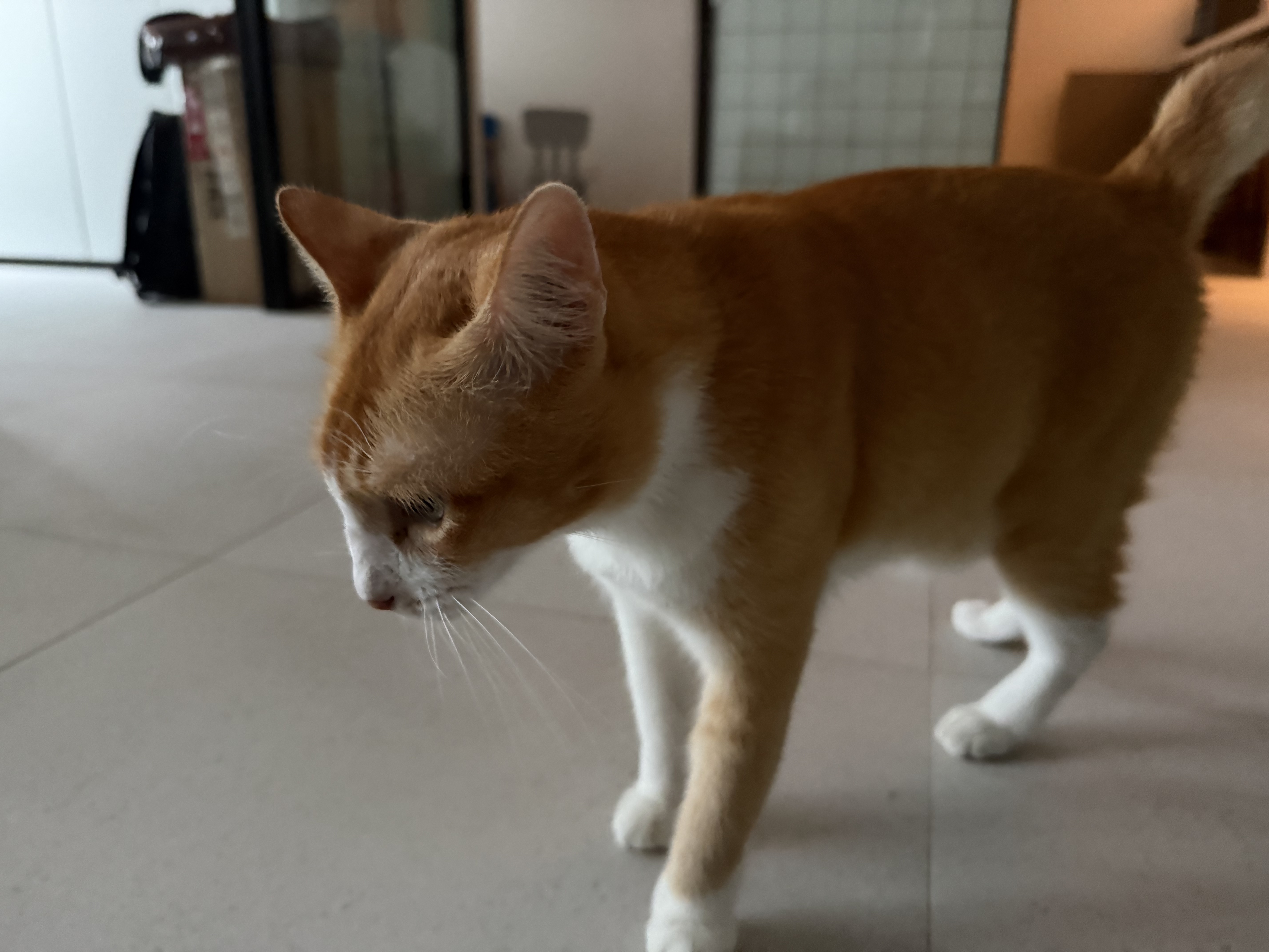 Cat Poop Odour: Normal vs Concerning Scents and What Causes Foul-Smelling Stool