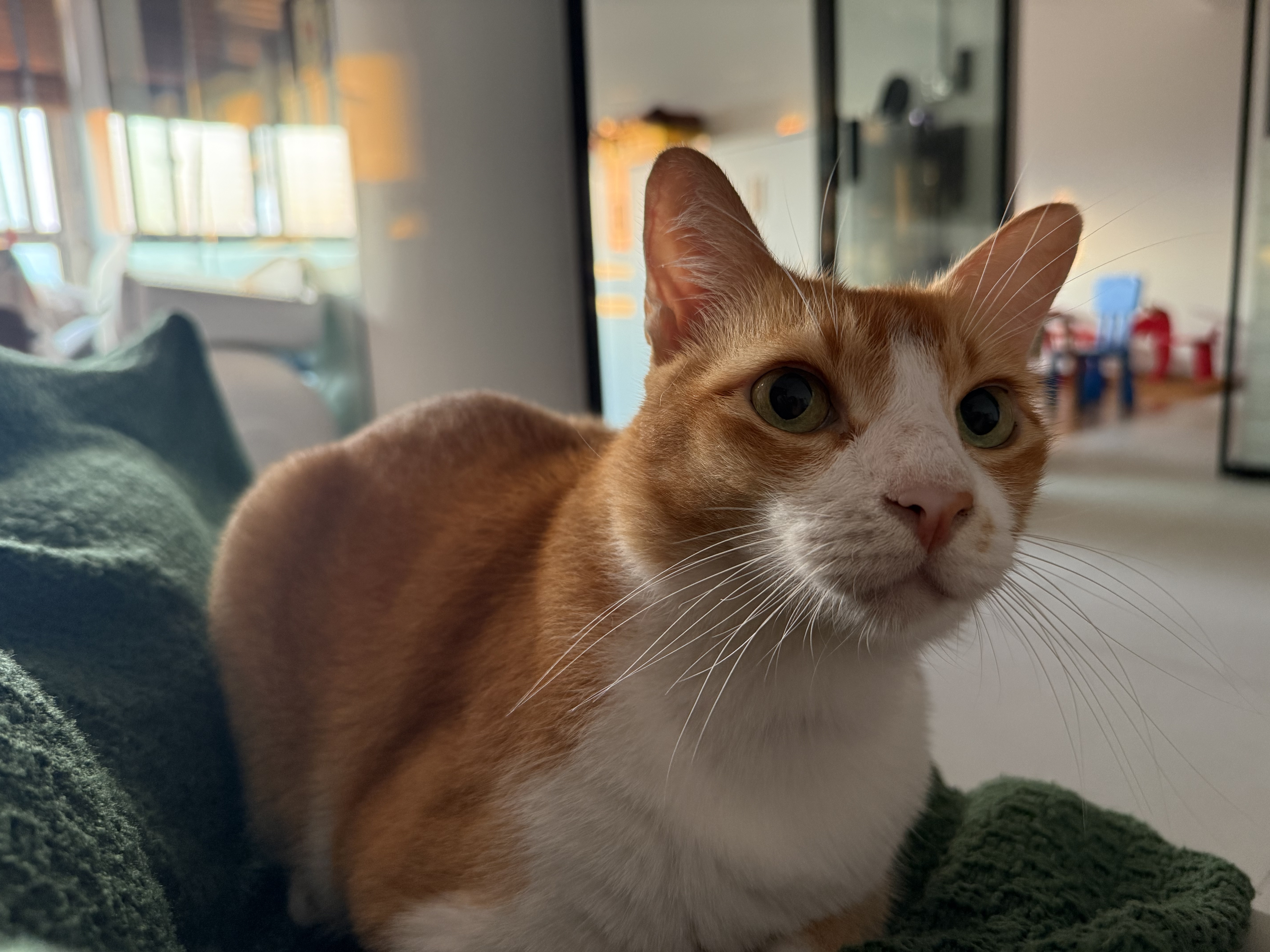 Renal Amyloidosis in Cats: Understanding a Rare but Serious Kidney Condition